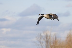bigstock-Landing-Goose-34604204