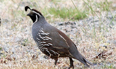 7-oregon-hunt&mdash;-quail