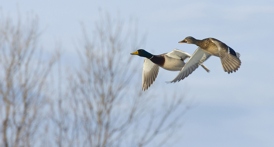 featured-duck-hunting-gear