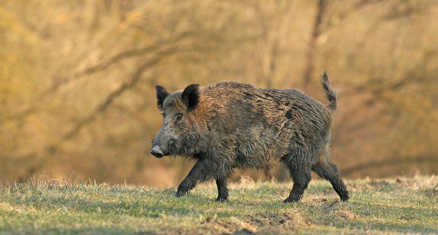 hunting states