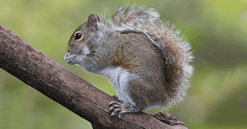 varmints