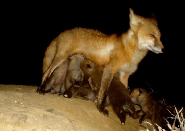 best trail cam photos
