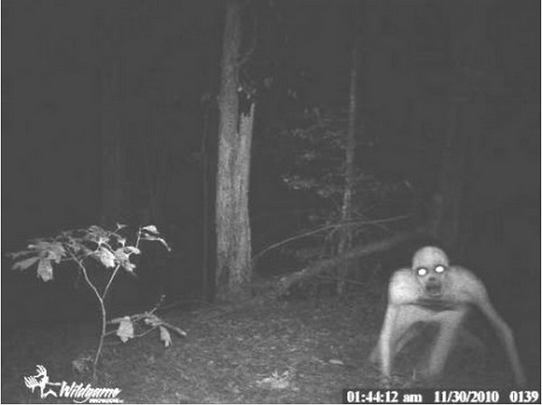 best trail cam photos