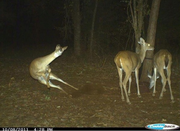 best trail cam photos