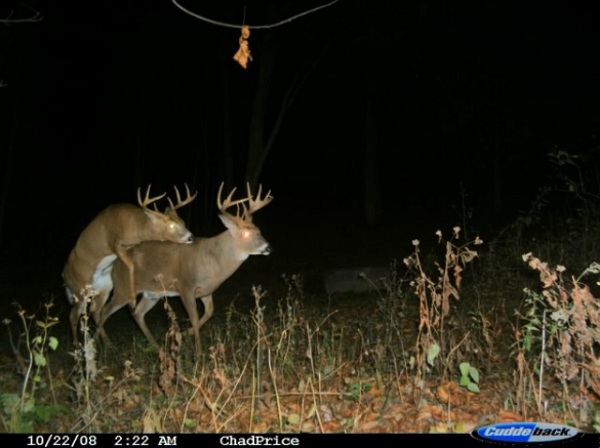 best trail cam photos