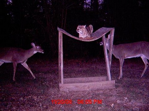 best trail cam photos