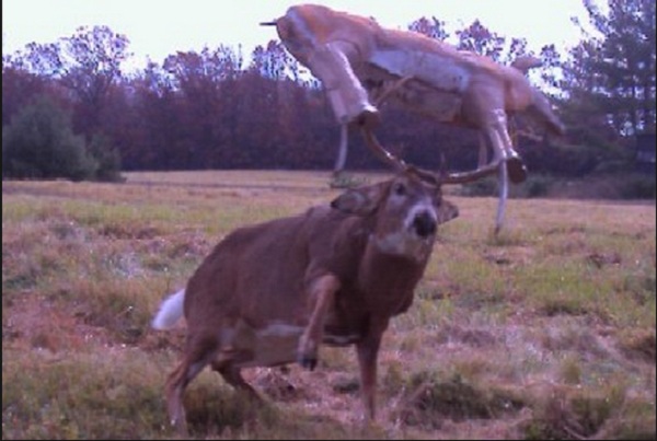 best trail cam photos