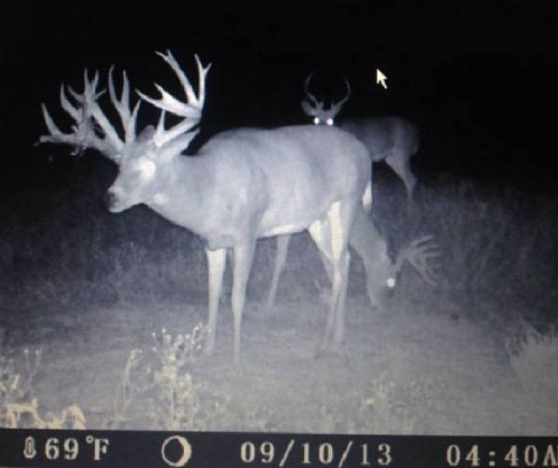 trail cam