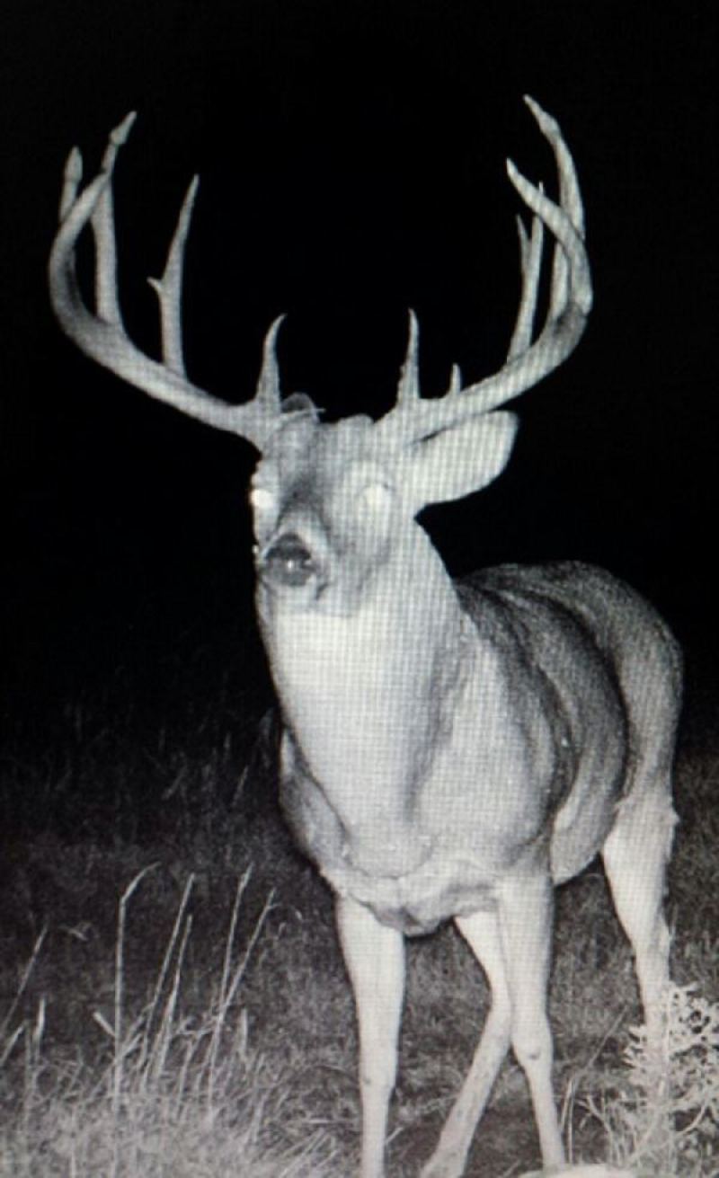 trail cam