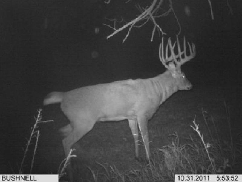 trail cam