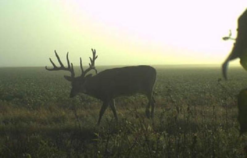 trail cam