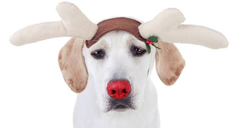 Christmas Reindeer