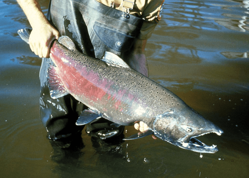 Wikimedia (not actual fish)