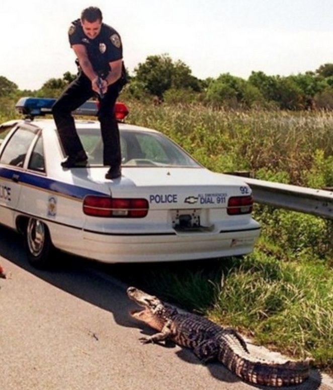 cop gator