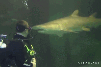 sharkgif