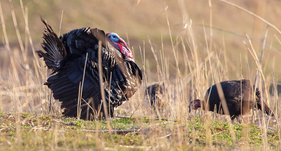 wild turkey