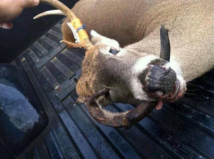 deer racks