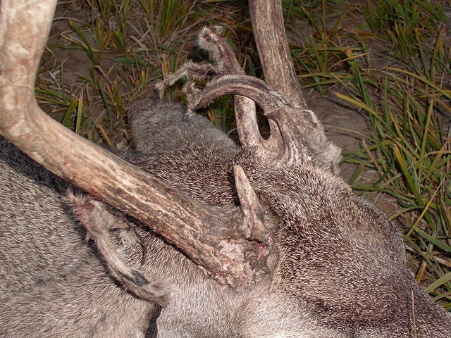 deer racks