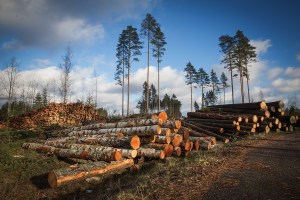 Deforestation