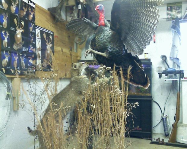 bobcat attacking turkey