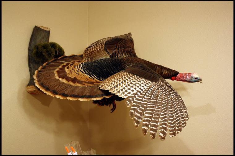 landing