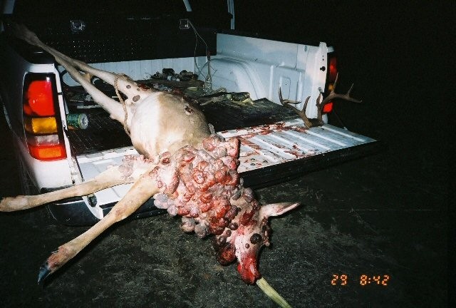 1 Deer Warts