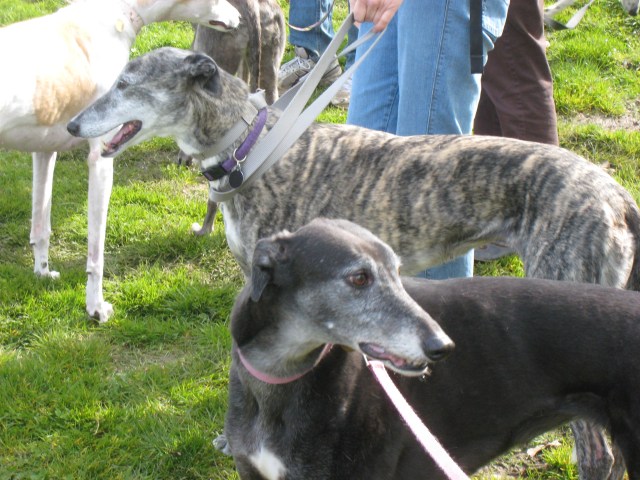 greyhounds