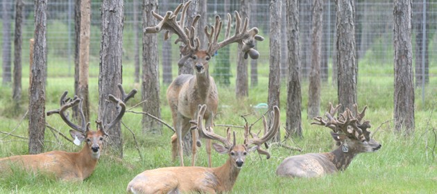 Roberts ranch