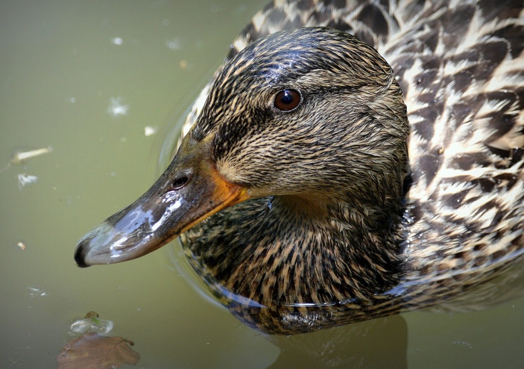 Ducks