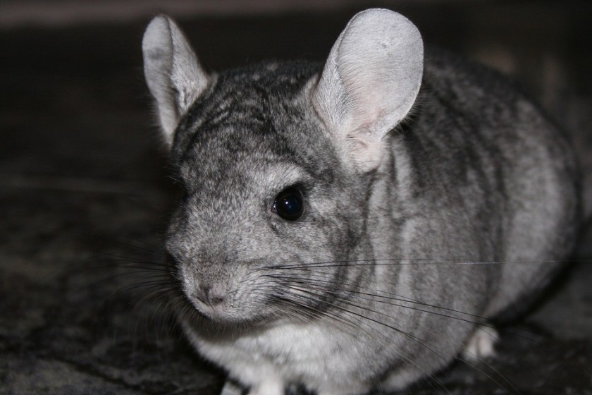 chinchilla sitting idly in dark cage