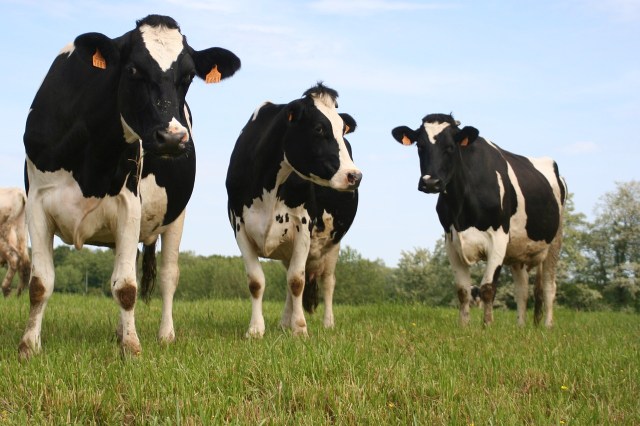 cow-952199_1280