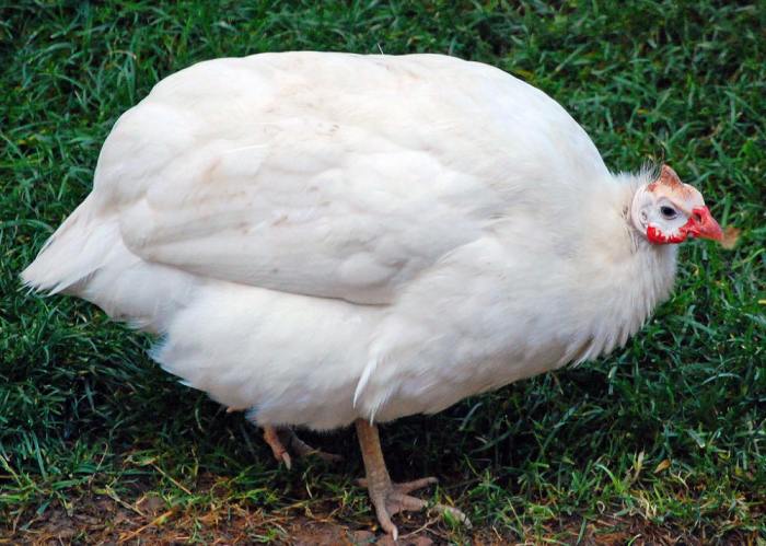 A Fowl Is Home