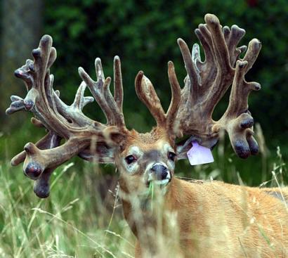 Things with Antlers