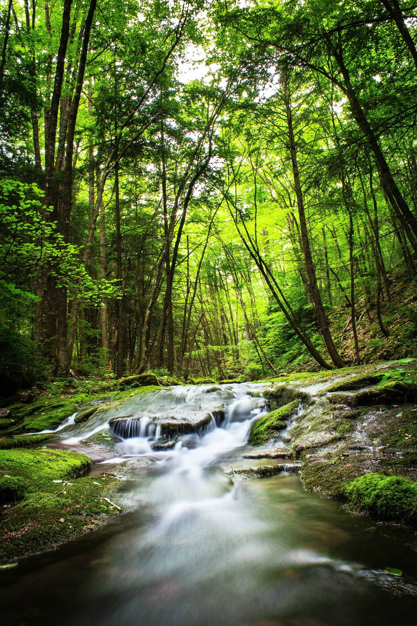 forest bathing