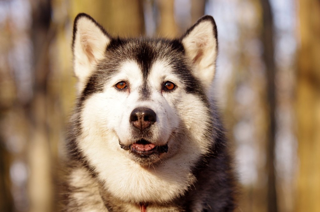 Husky Dog 