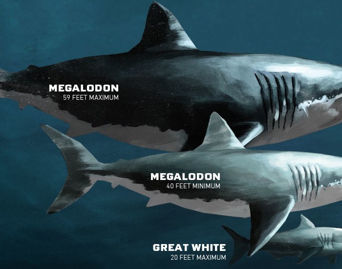 Sharkopedia