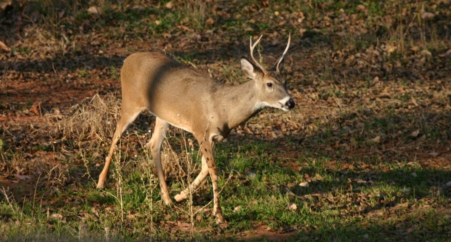 deer study