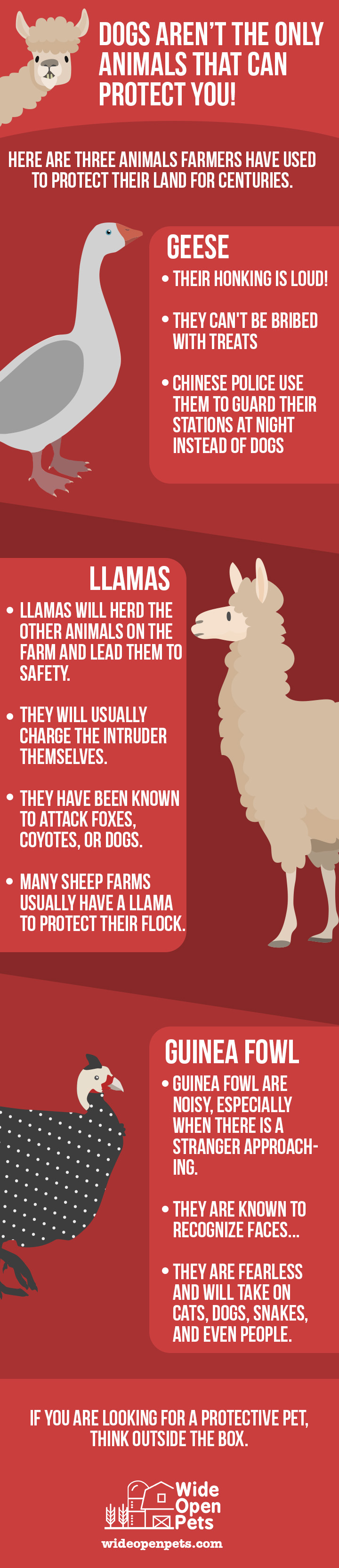 Watch dog infographic