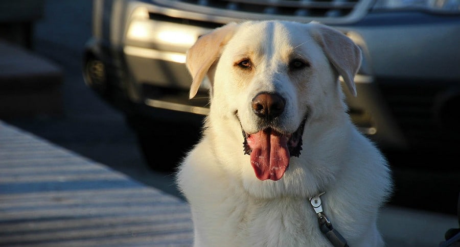 Dog with white fur
