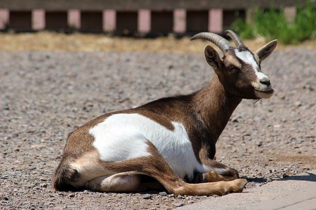 Goats