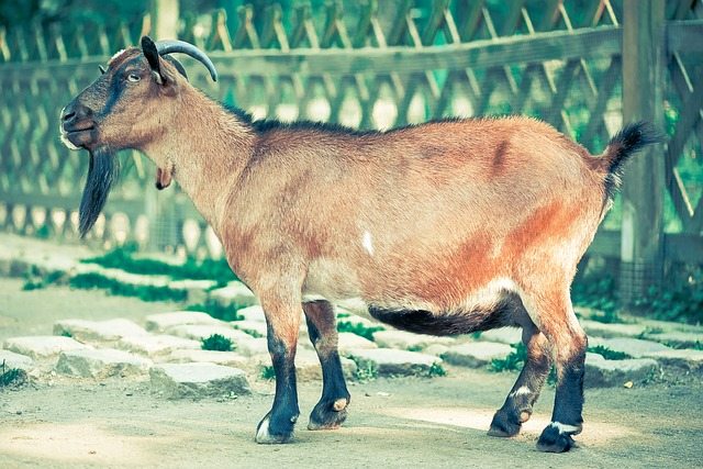 Goats