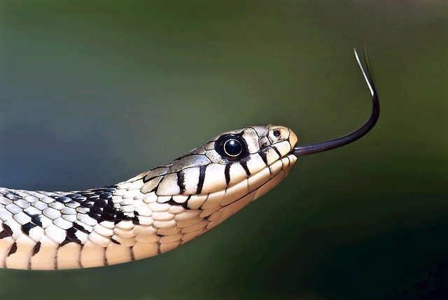 Venomous