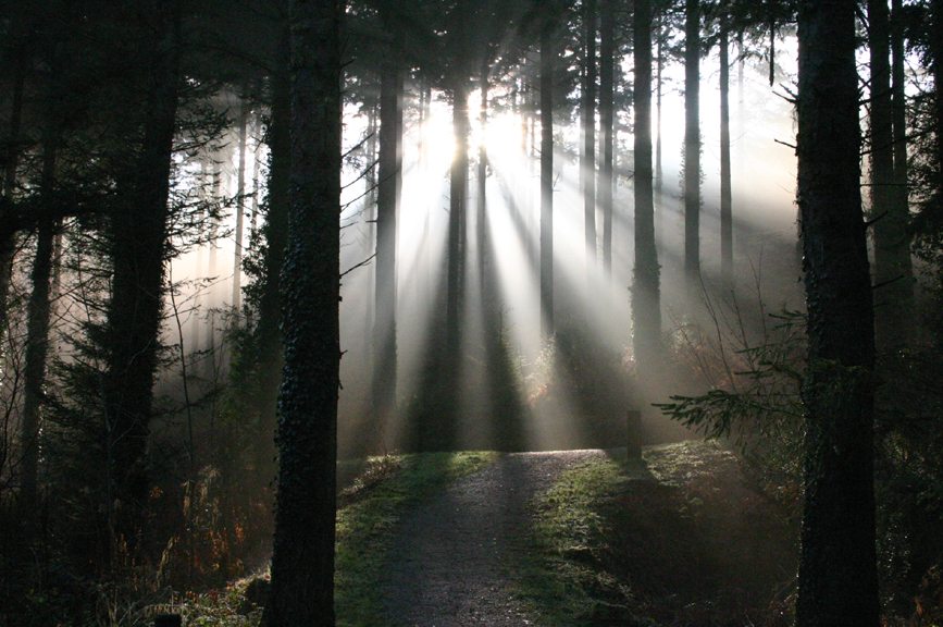 forest bathing