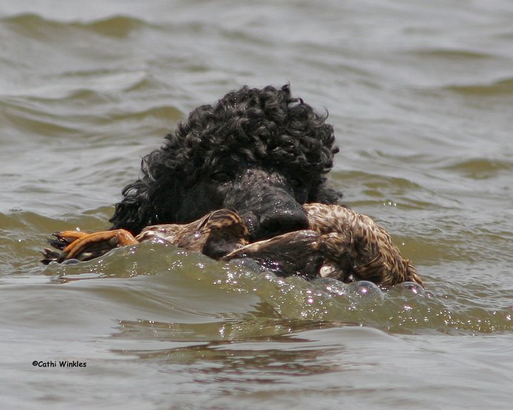 poodles2