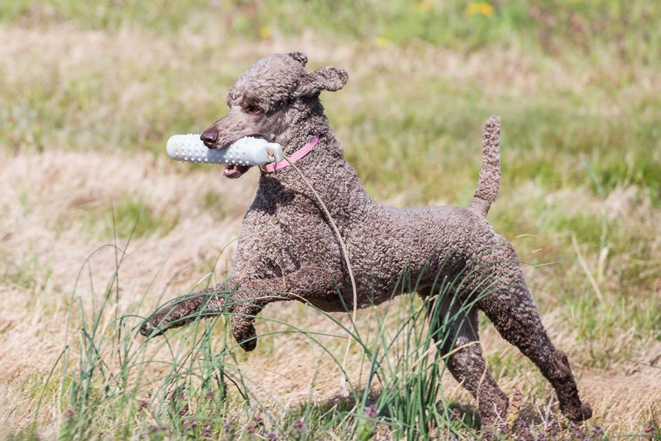 poodles3