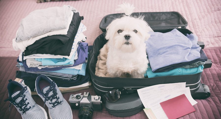 Small dog maltese sitting in the suitcase or bag wearing sunglas