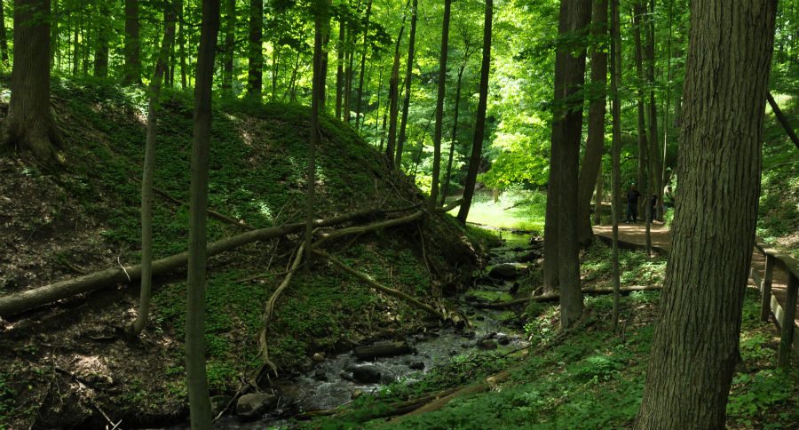 forest bathing