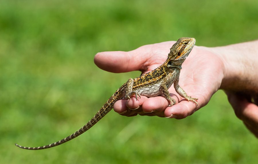 Bearded Dragon Lizard