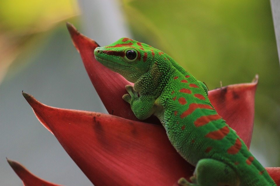gecko-1523076_960_720