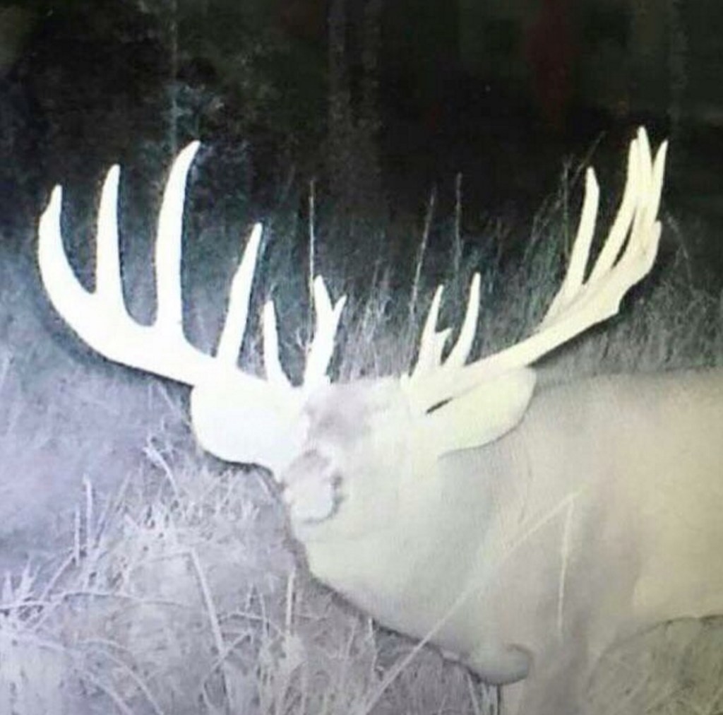 wide-buck-trail-cam